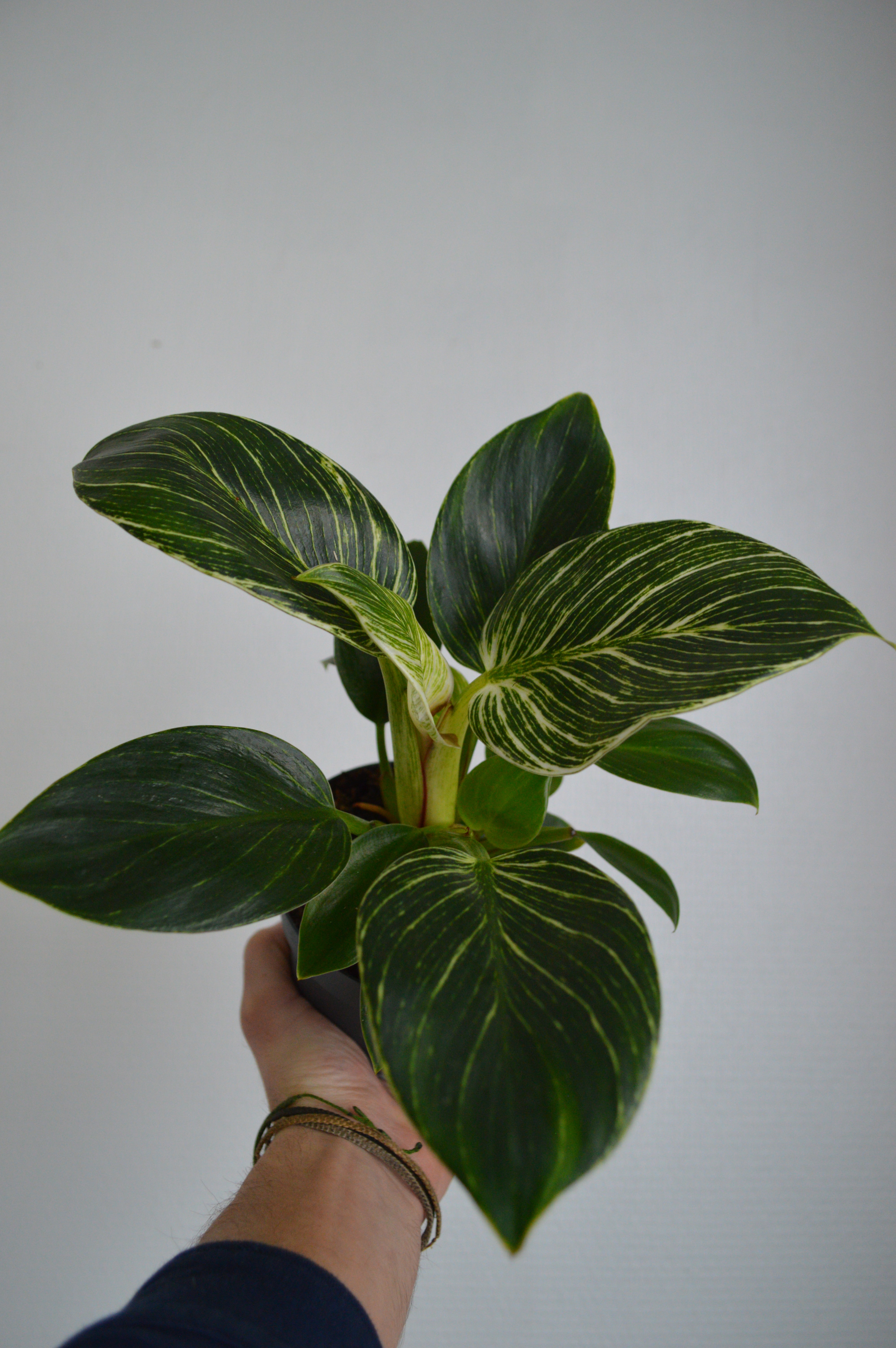 house plant care