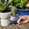 Mojave Midnight Mini Planter