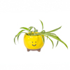 Happy Planter