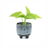 Mojave Cat Planter