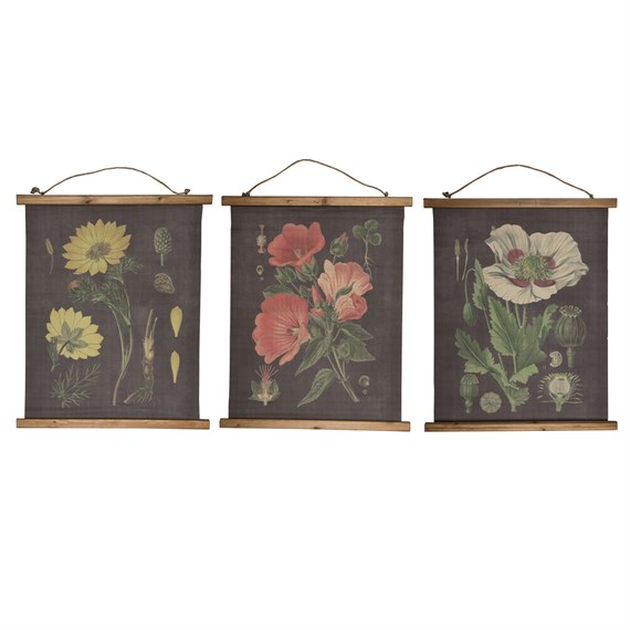Botanical Illustrations Wall Hanging Canvas Print Assorted