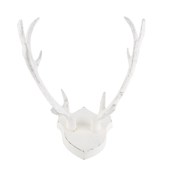 Mounted Antlers on  Shield Wall Decoration