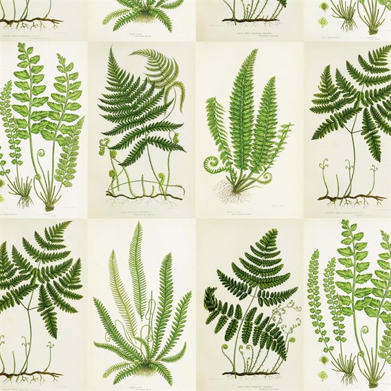 Botanical Fern Wrapping Paper
