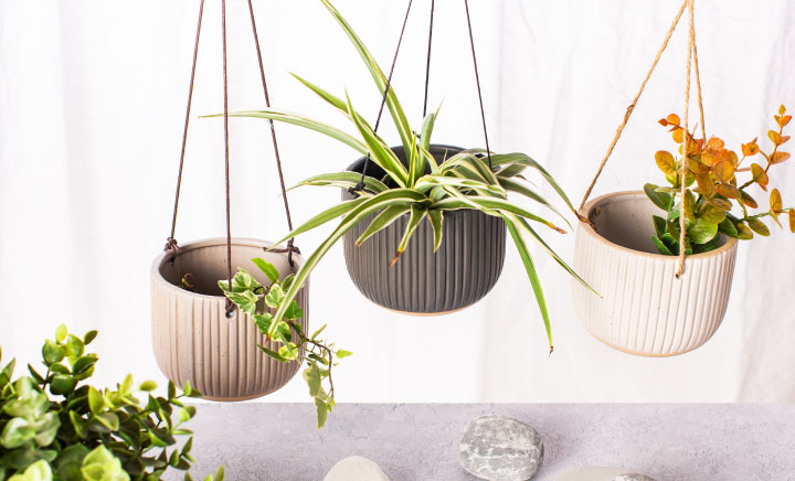 Hanging Wall Planters